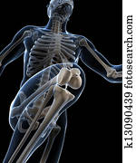 Runner anatomy Runner anatomy