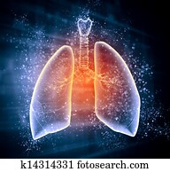 Schematic illustration of human lungs Schematic illustration of human lungs