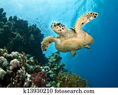 sea turtle sea turtle