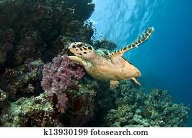 sea turtle sea turtle