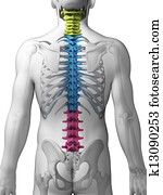 Sections of the spine Sections of the spine
