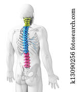 Sections of the spine Sections of the spine