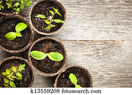 Seedlings growing in peat moss pots