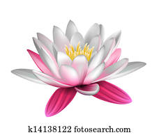 seerose, freigestellt seerose, freigestellt