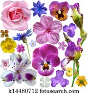 Set of botanical spring flowers Set of botanical spring flowers