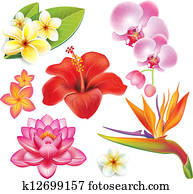 Set of tropical flowers Set of tropical flowers