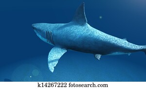 shark shark