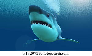 shark shark