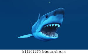 shark shark