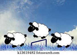sheeps sheeps