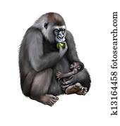 Sitting female Gorilla eating an aple with baby in her hands. Sitting female Gorilla eating an aple with baby in her hands.