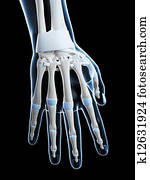 Wrist & hand skeleton, palmar Drawing | h102123 | Fotosearch