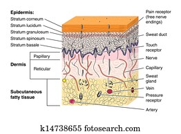 Skin cross section Skin cross section