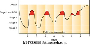 Sleep cycle graph Sleep cycle graph