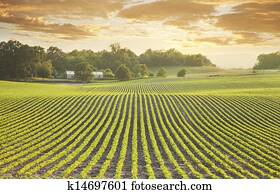 soja, campo, em, sundown