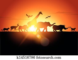 sonnenuntergang, safari sonnenuntergang, safari