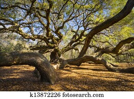 South Carolina Lowcountry Angel Oak Tree Charleston SC Nature Scenic spring landscape photography