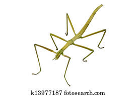 Phasmid Images and Stock Photos. 65 phasmid photography and royalty