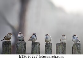 sparrows sparrows