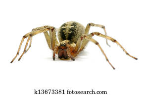Spider Spider