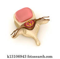 Spinal segment with a disk Spinal segment with a disk