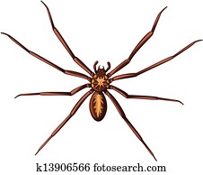 spinne spinne