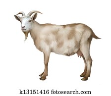 Spotted female adult Goat. Spotted female adult Goat.