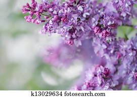 Spring flowers Spring flowers