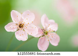spring flowers spring flowers
