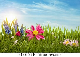 Spring flowers Spring flowers