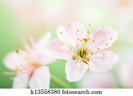 spring flowers spring flowers