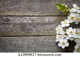 Spring Flowers Spring Flowers