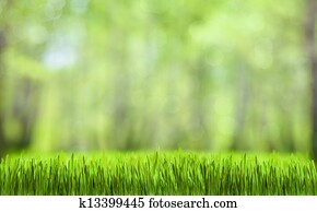 spring green abstract forest natural background