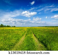 Spring summer - rural road in green field scenery lanscape 