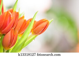 Spring Tulip Flowers border design Spring Tulip Flowers border design