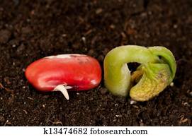 Sprouted haricot Sprouted haricot
