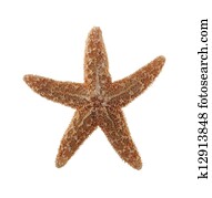 Starfish Isolated on White Background Starfish Isolated on White Background