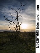 Stark bush silhouette against stunning sunset sky