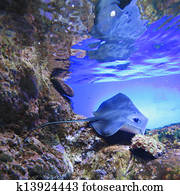stingray