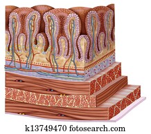 Stomach wall Stomach wall