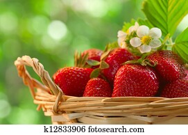 Strawberries in a basket in the garden Strawberries in a basket in the garden