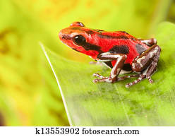 Strawberry poison dart frog