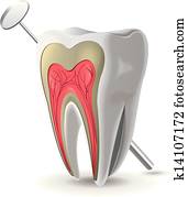Structure Of Tooth Structure Of Tooth