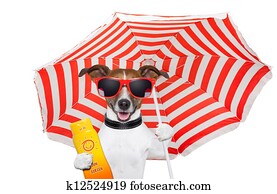 summer dog summer dog