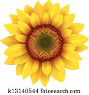 Sunflower Sunflower