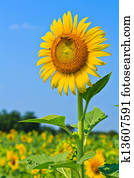 Sunflower Sunflower