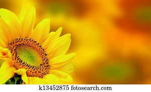 Sunflower Sunflower