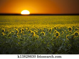 Sunrise over a field of sunflowers.
