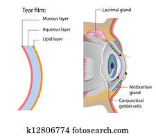 Tear film formation, eps10 Tear film formation, eps10
