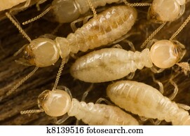 termites termites
